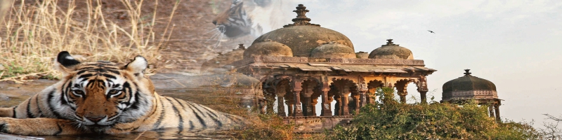 Rajasthan Tour With Ranthambore Park