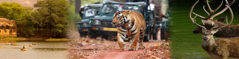Rajasthan Tour With Ranthambore Park Heritage Tour