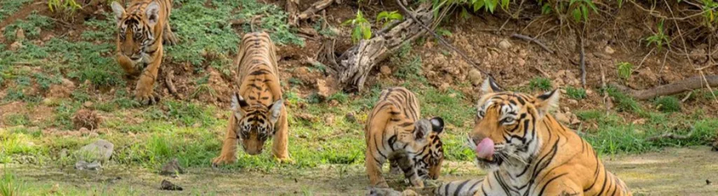 Golden triangle with Ranthambore National park 8 Day7 Nights